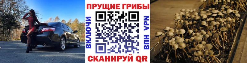 Галлюциногенные грибы прущие грибы  Суджа 